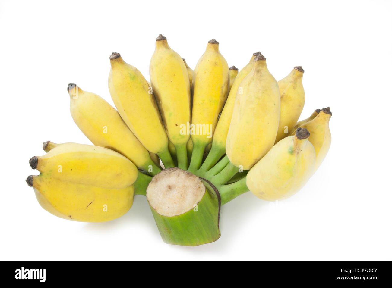 Bananes cultivées isolated on white Banque D'Images