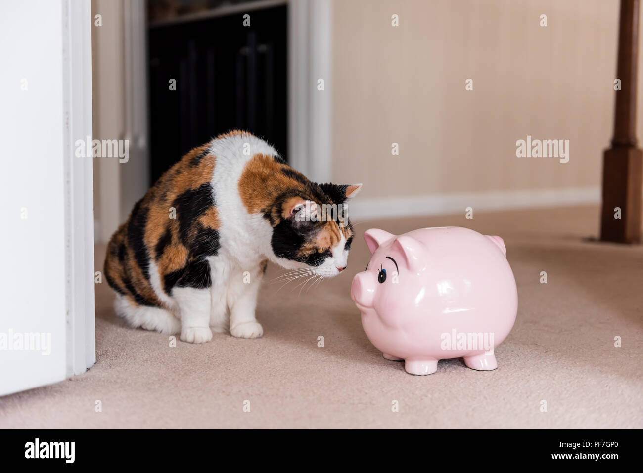 Funny mignon femelle chat calico assis sur un tapis dans la salle d'accueil dans maison, à rose tirelire cochon à toy Banque D'Images