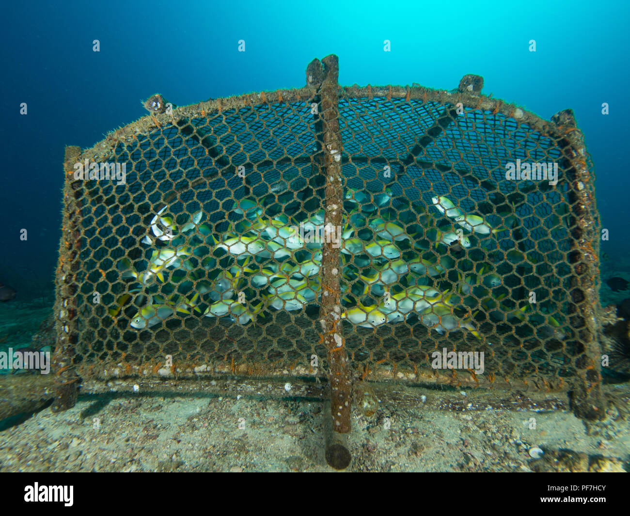 Cage De Pêche Toyvian – Piège à Crabes, Homards Et écrevisses – 24x24x18 Cm, Réutilisable, Avec Corde Et Poids