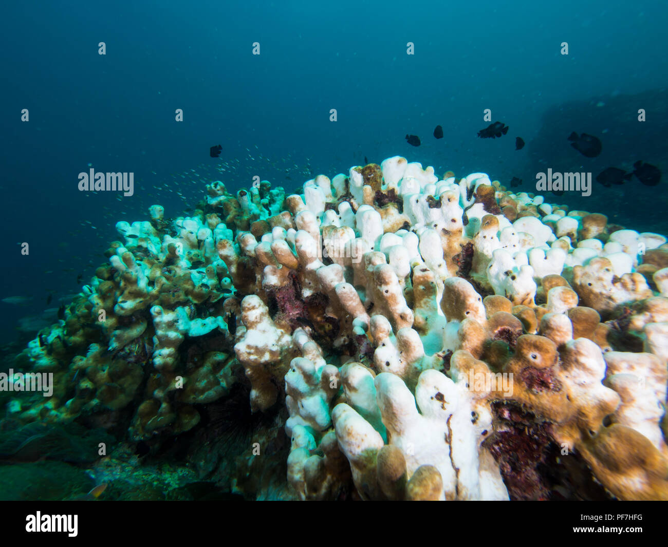 Le blanchiment de corail de l'augmentation de la température de la mer Banque D'Images