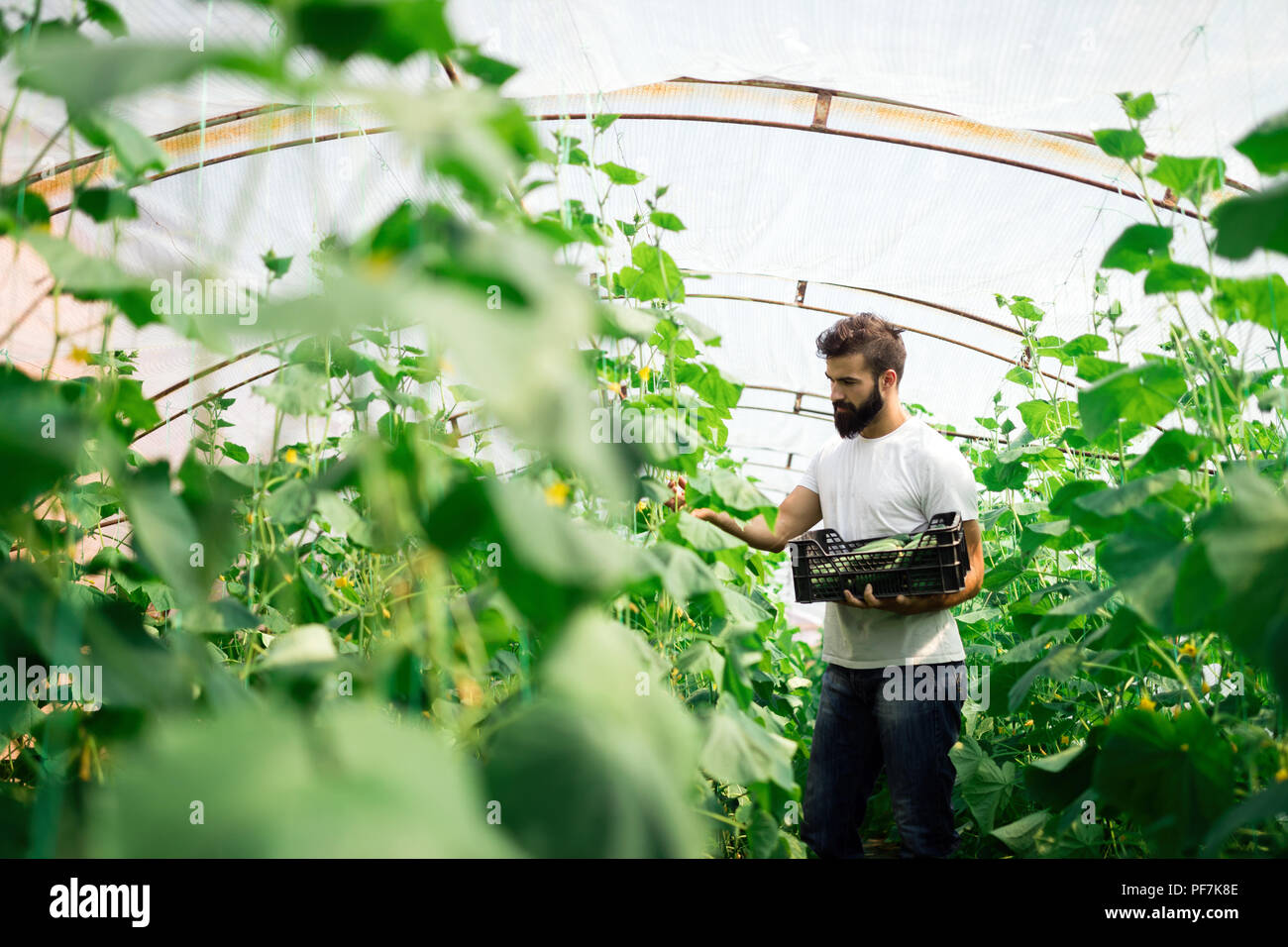 Contrôle de l'agriculteur dans une serre de concombre Banque D'Images