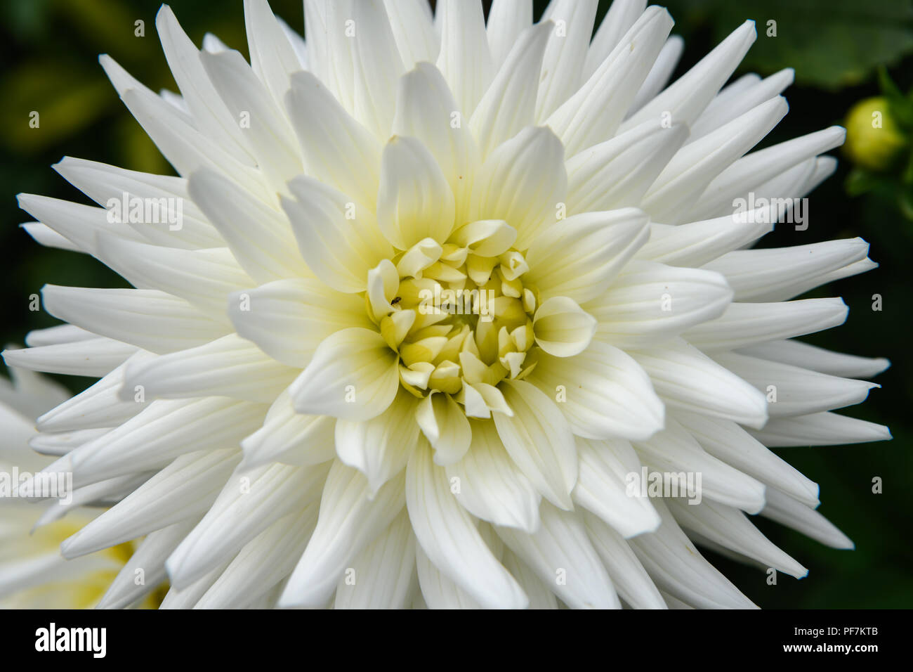 Fleur de Dahlia Banque D'Images