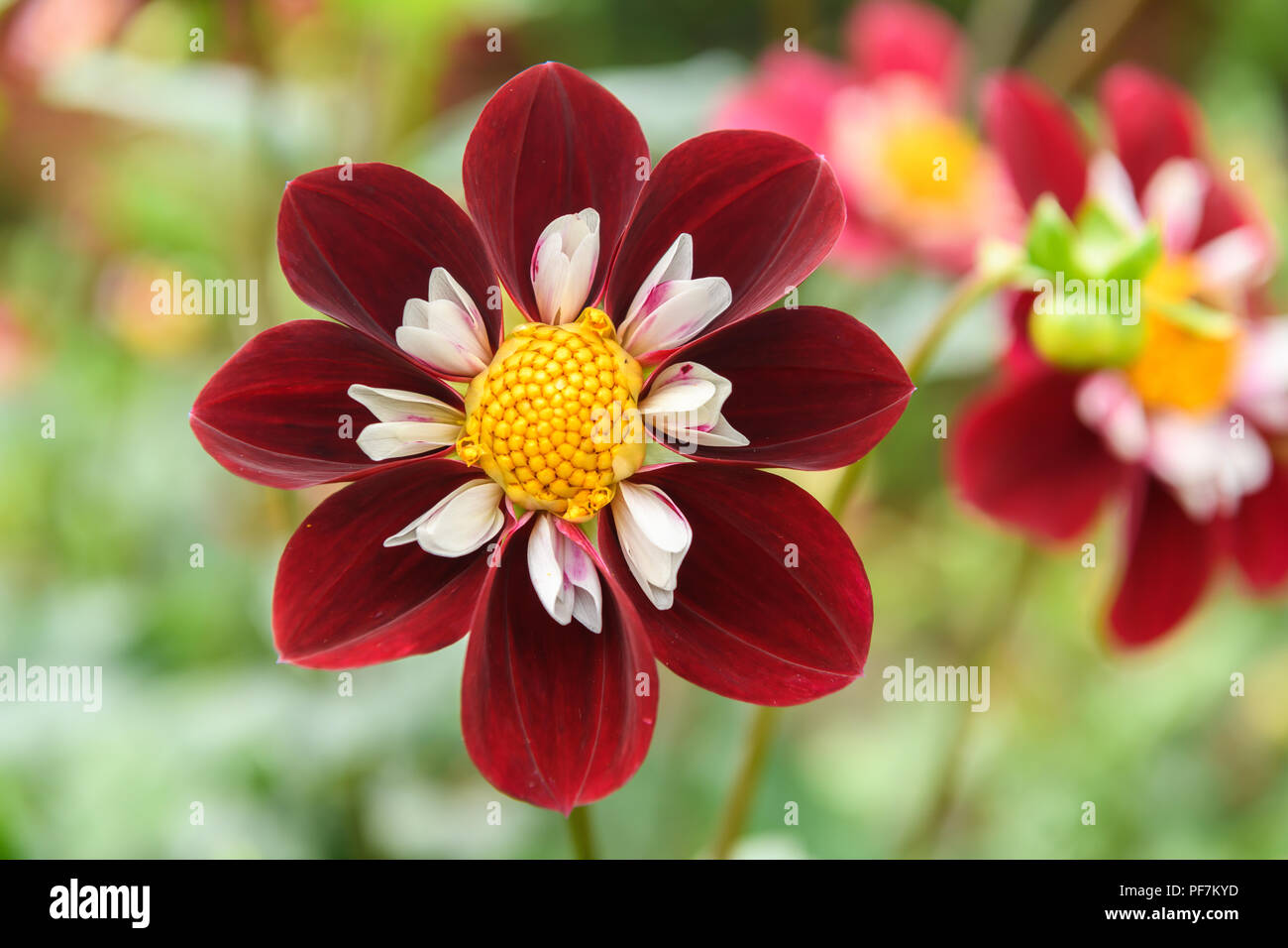 Fleur de Dahlia Banque D'Images