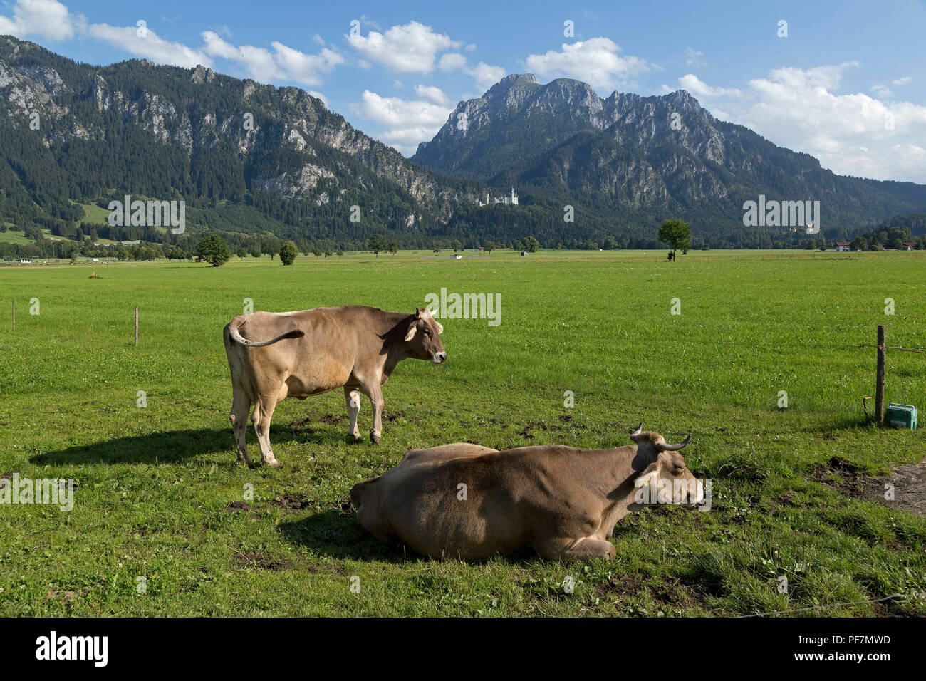 Vaches dans un pré avec les châteaux Neuschwanstein et Hohenschwangau en arrière-plan, Schwangau, Allgaeu, Bavaria, Germany Banque D'Images