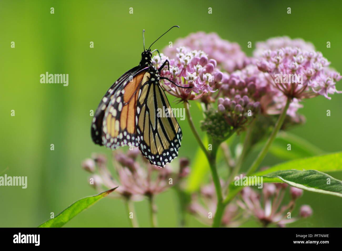 Papillon monarque sur une alimentation végétale asclépiade rose Banque D'Images