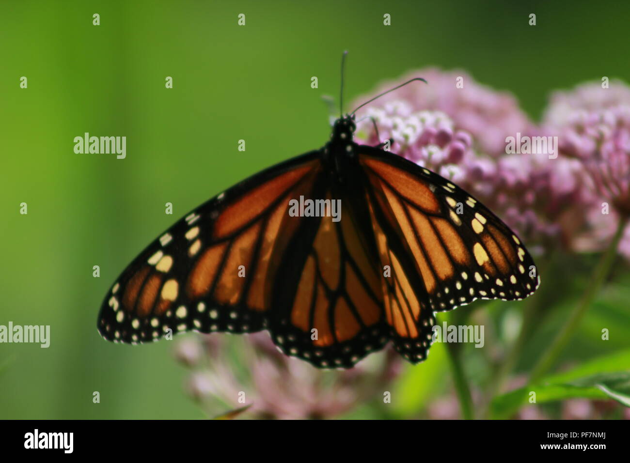 Papillon monarque sur une alimentation végétale asclépiade rose Banque D'Images