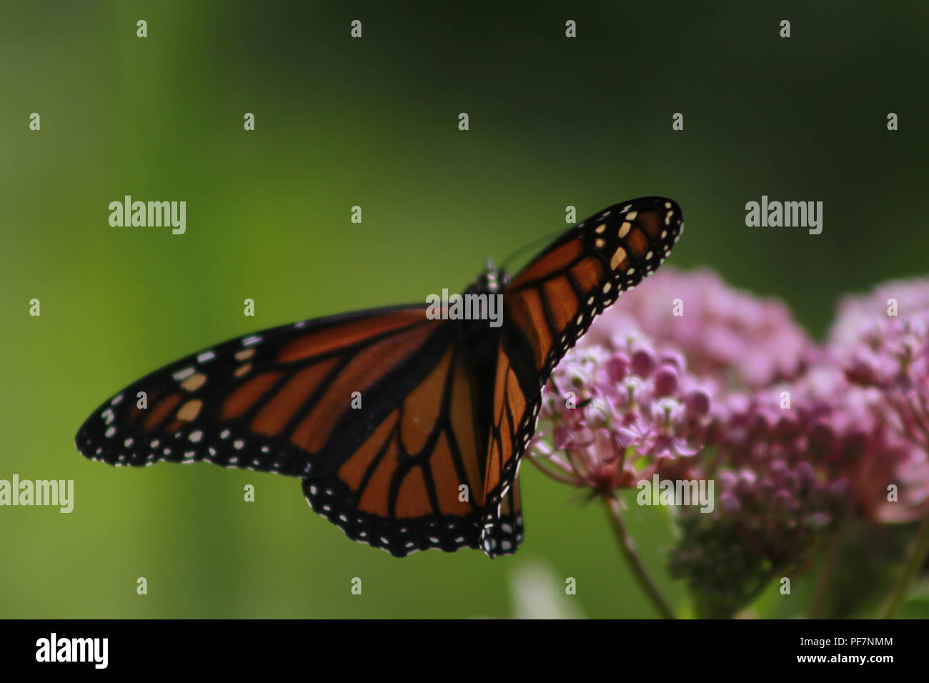 Papillon monarque sur une alimentation végétale asclépiade rose Banque D'Images