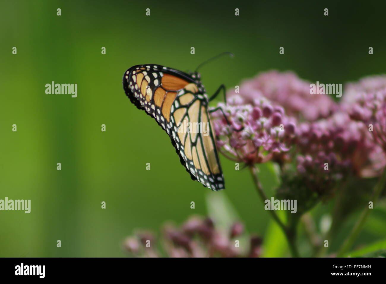 Papillon monarque sur une alimentation végétale asclépiade rose Banque D'Images