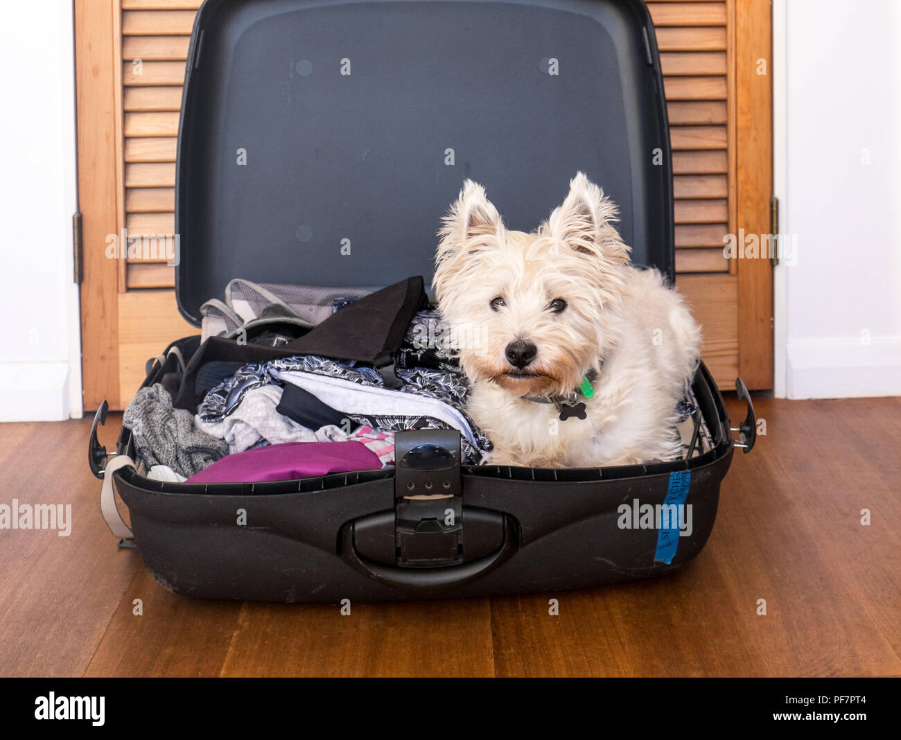 Animaux en vacances : scruffy West Highland Terrier westie chien dans  paniers valise bagages des vêtements Photo Stock - Alamy
