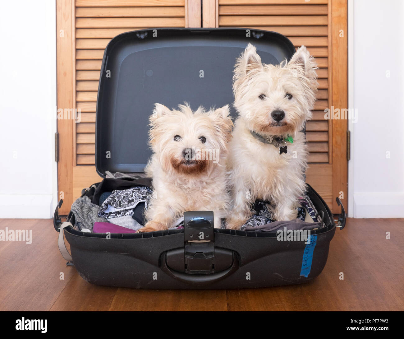 L'anxiété de séparation : deux scruffy westie West Highland White Terrier les chiens sont dans des paniers-valise & ne veux pas propriétaire de partir en vacances Banque D'Images