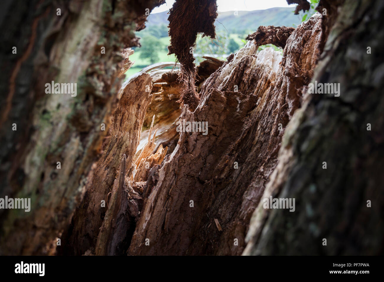 Un tronc d'arbre de bois arrachés par les forces naturelles. Banque D'Images