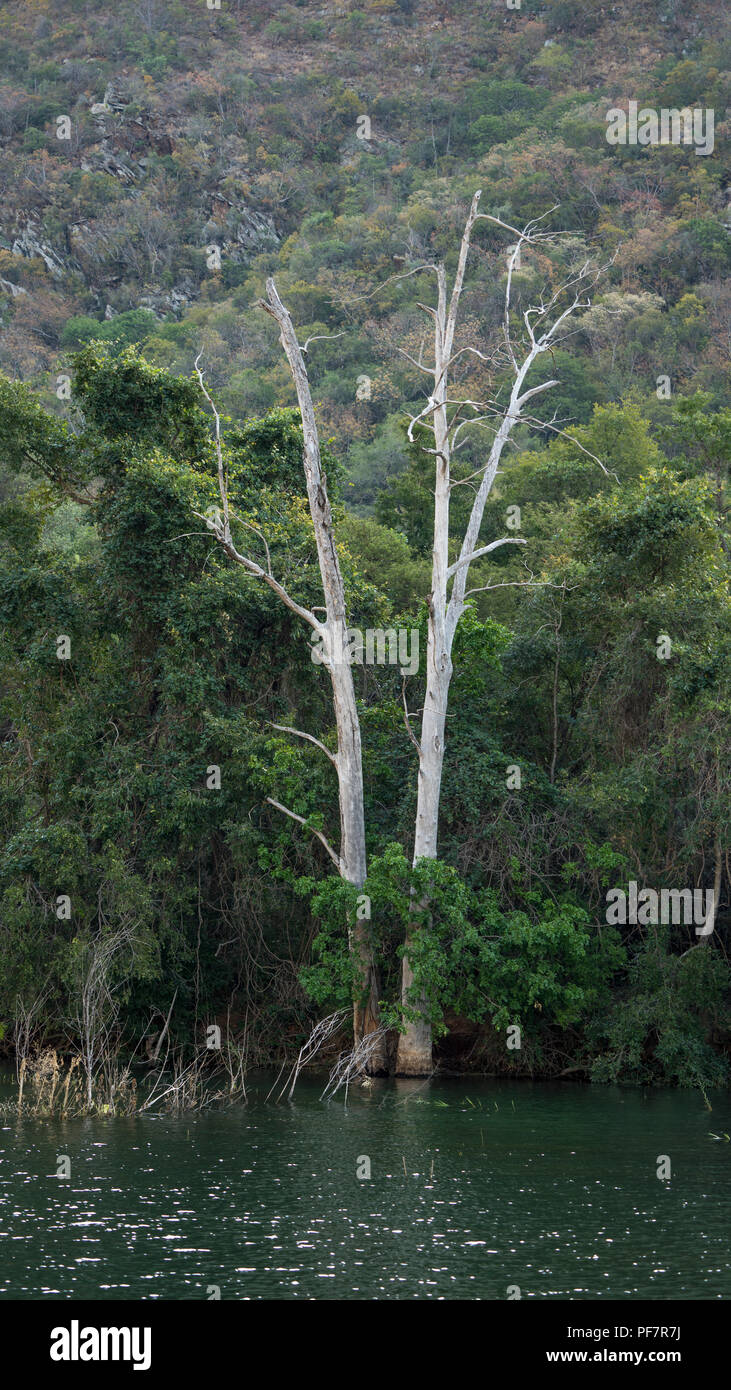 Arbre mort debout le long de la rive de la Blyde River en Afrique du Sud. Banque D'Images