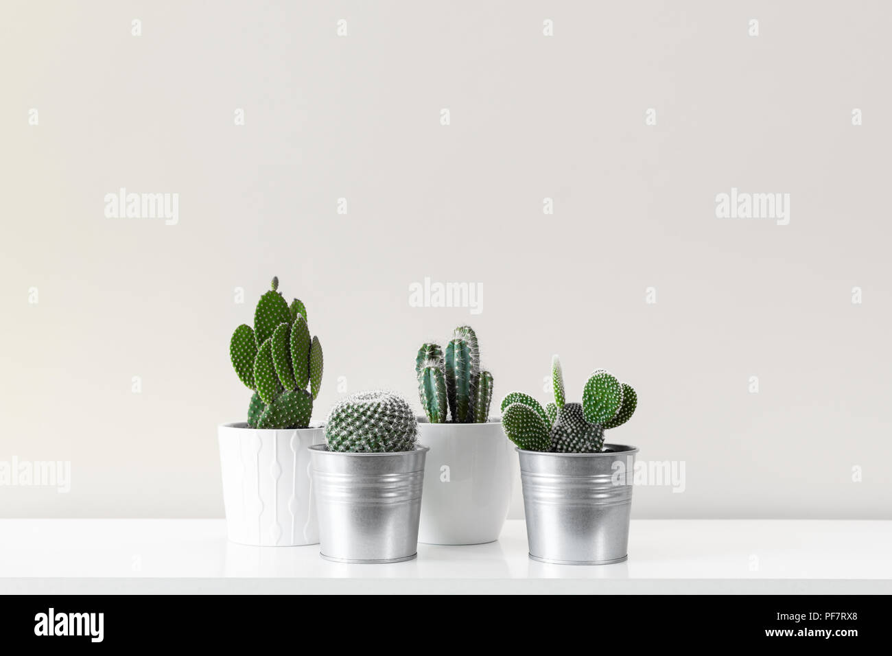 Décoration chambre moderne. Diverses plantes cactus chambre dans différents  pots contre mur blanc. Cactus mania concept avec copie espace Photo Stock -  Alamy