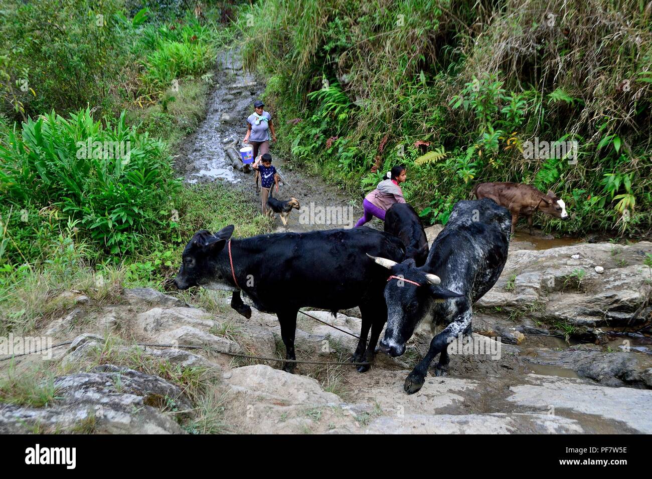 La traite des vaches à la frontière de l'Equateur - ZUNGA -San Ignacio- département de Cajamarca au Pérou. Banque D'Images