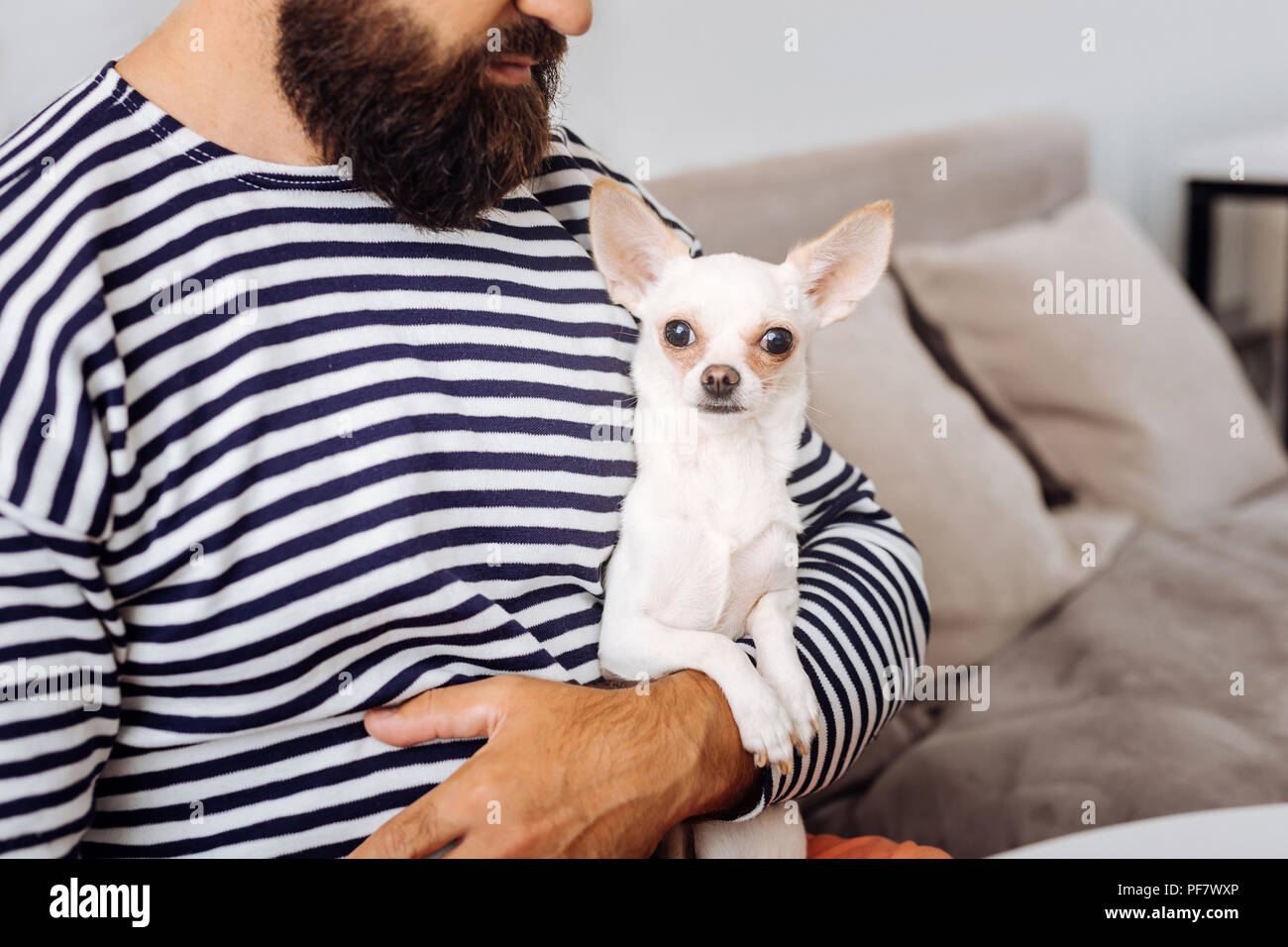 Dark-haired barbu homme tenant son petit chien blanc Banque D'Images