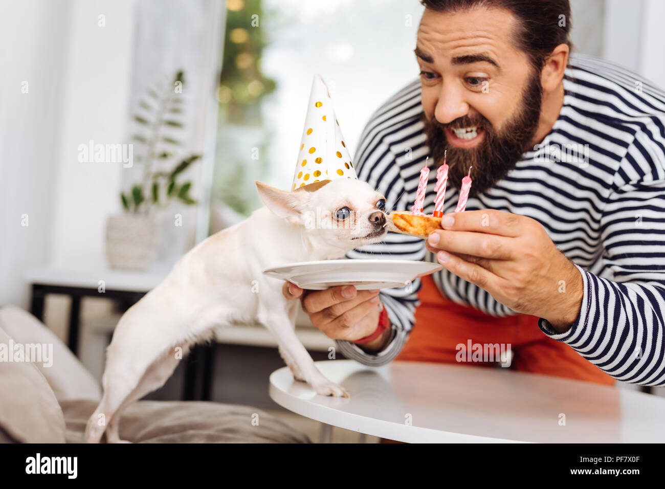 Mignon petit chien blanc petit morceau de dégustation dessert sucré Banque D'Images