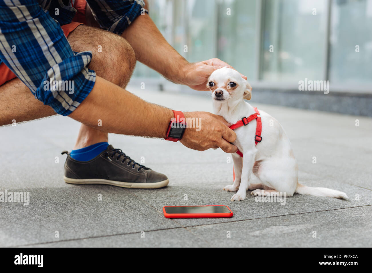 Brune mature homme debout près de centre d'affaires avec son chien Banque D'Images