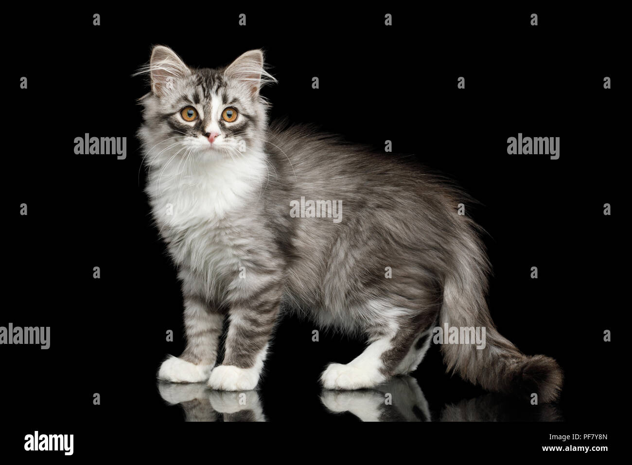 Chaton Siberien D Argent Avec Manteau Fourrure Et Permanent A La Recherche A Cote Sur Fond Noir Isole Avec Reflexion Photo Stock Alamy