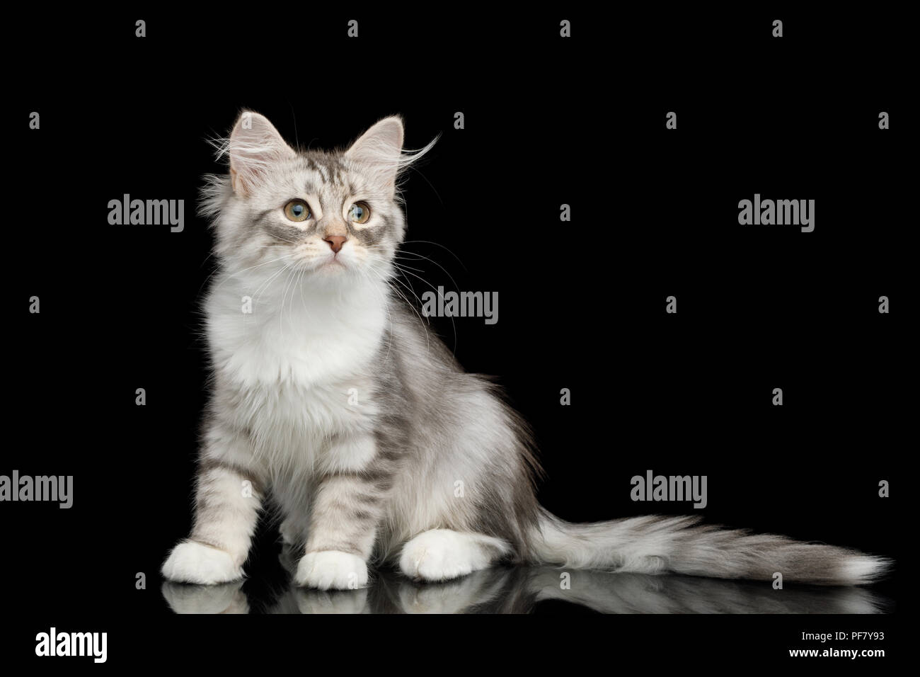 Silver Tabby Chaton Siberien Avec Manteau De Fourrure Et Assis A Cote De Isolees Sur Fond Noir Avec Reflexion Vue Avant Photo Stock Alamy