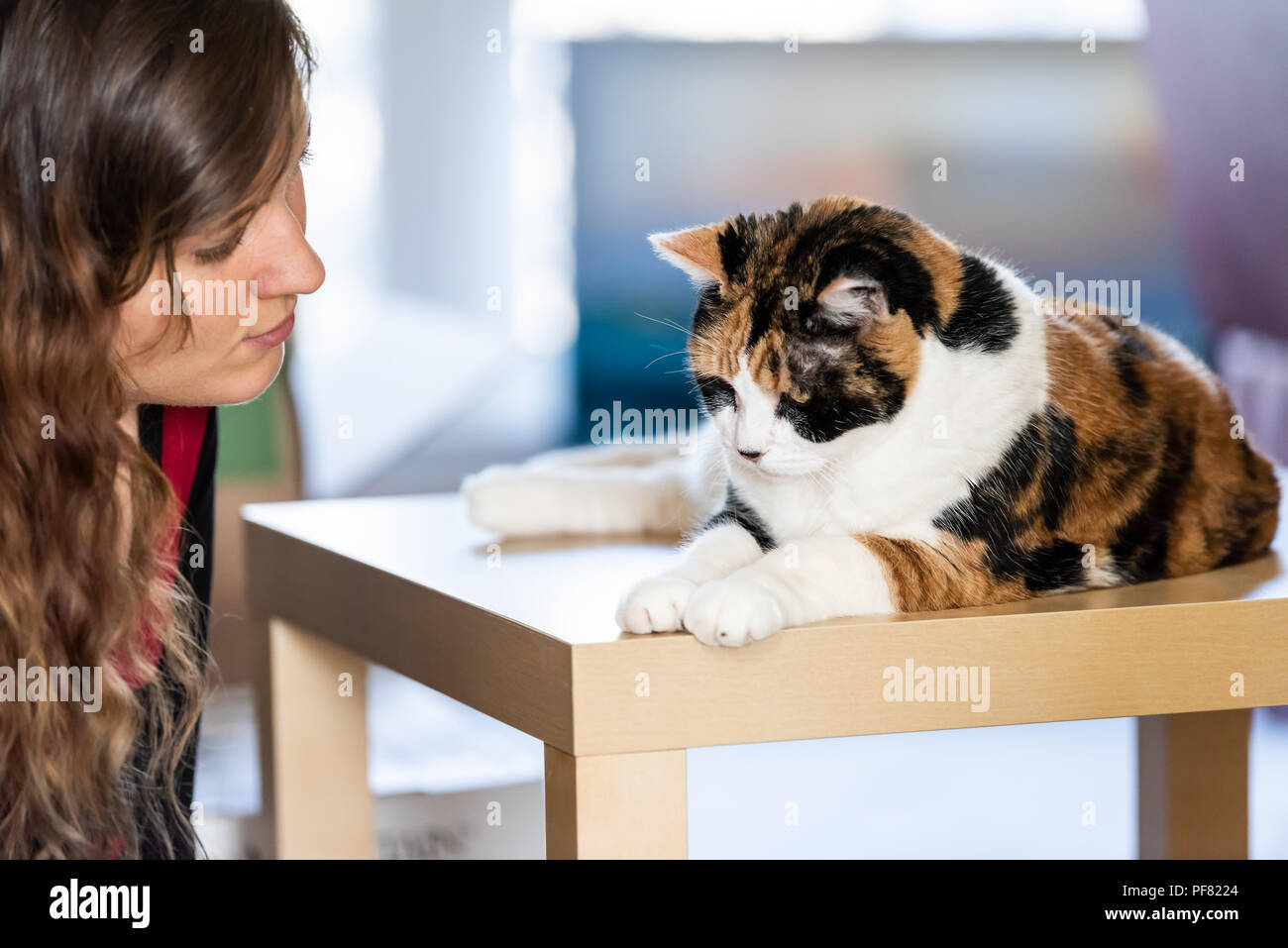 Une Jeune Femme Femme Proprietaire Tete De Face Avec Chat Calico Assis Sur Le Dessus De Table Dans La Maison Salle De Sejour En Colere Avec De Grands Grands Yeux Ouverts Regardant Une Jeune Femme Femme Proprietaire Tete De Face Avec Chat Calico Assis Sur Le Dessus De Table Dans La Maison Salle De Sejour En Colere Avec De Grands Grands Yeux Ouverts Regardant
