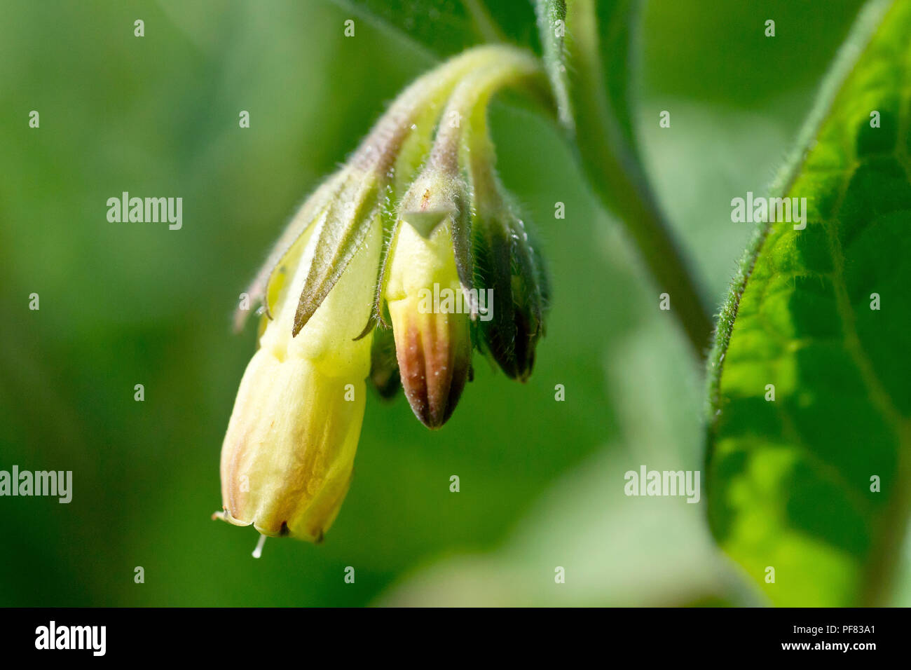 Comfrey, probablement la comfrey tubéreuse (symphytum tuberosum), gros plan des fleurs qui couchent. Banque D'Images