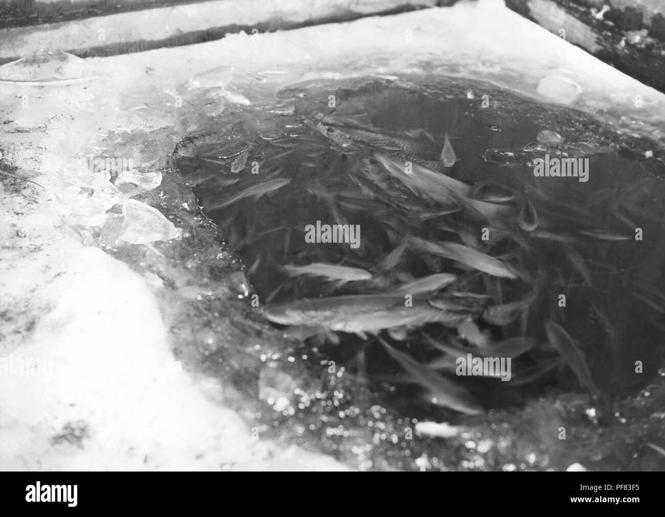 Les poissons se sont réunis à venir pour l'oxygène sur un lac gelé Merion, Brownton, Minnesota, le 3 février 1936. Image courtoisie Centres for Disease Control (CDC) / Ministère de la Santé du Minnesota, R.N. Bibliothèque de Barr, bibliothécaires Melissa Rethlefsen et Marie Jones. () Banque D'Images