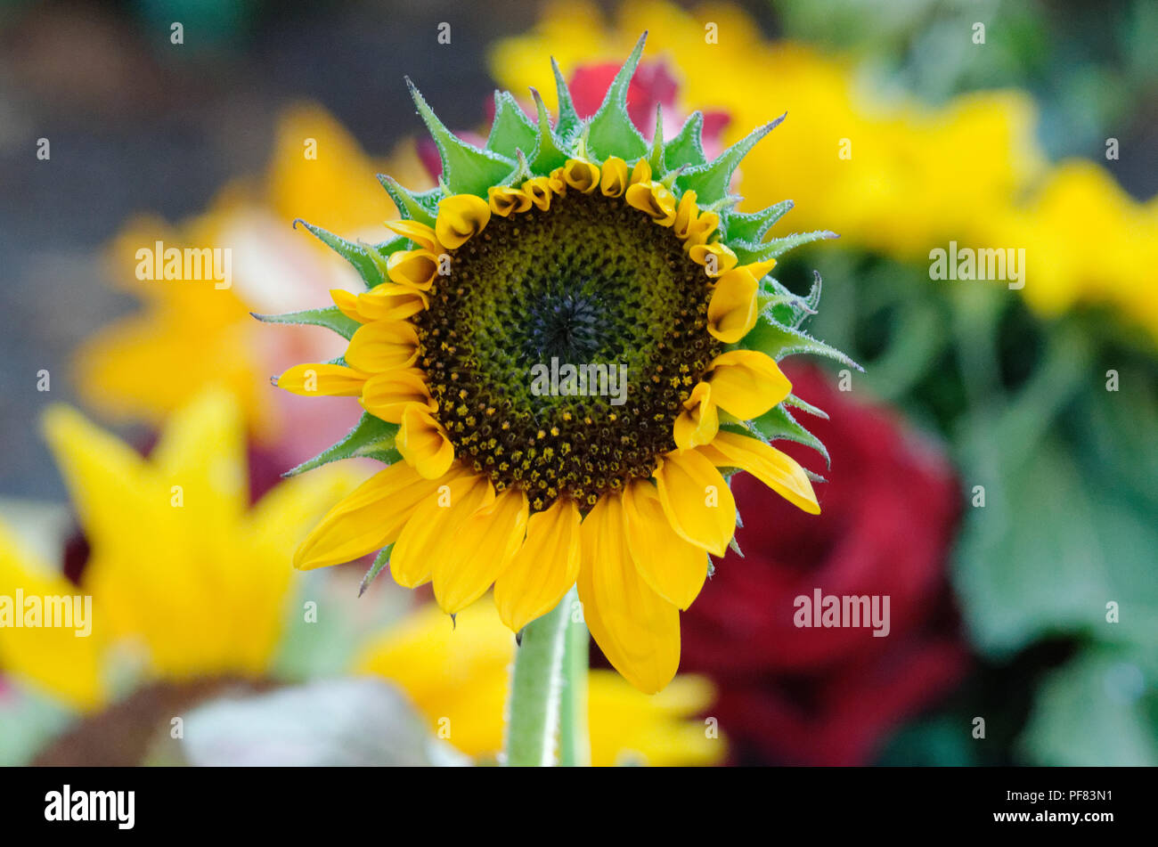 De tournesol dans un jardin à l'arrière-plan flou Banque D'Images