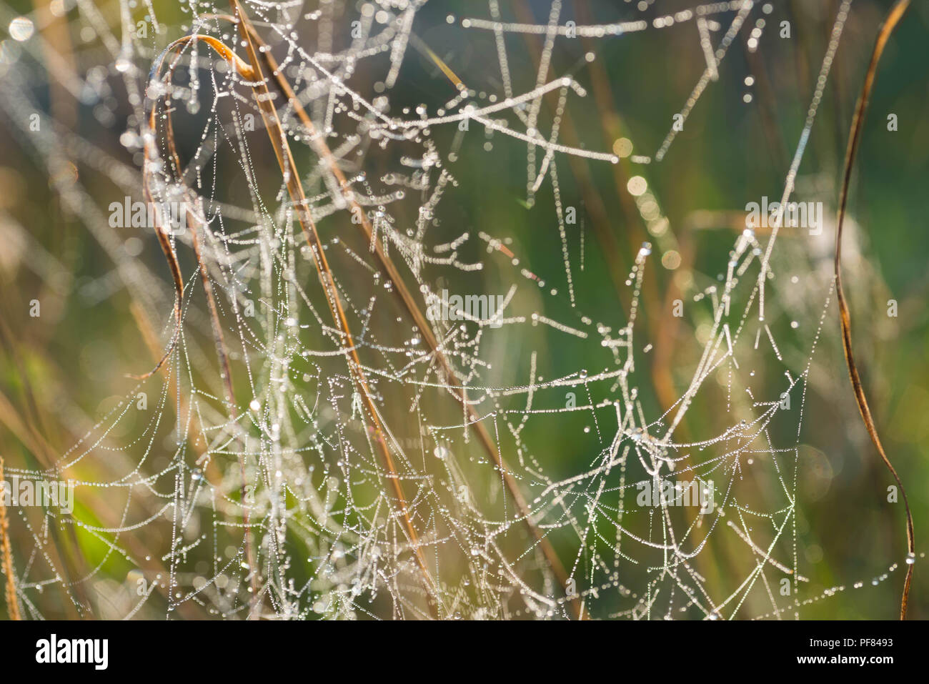 Spider web couverte de rosée du matin focus macro Banque D'Images