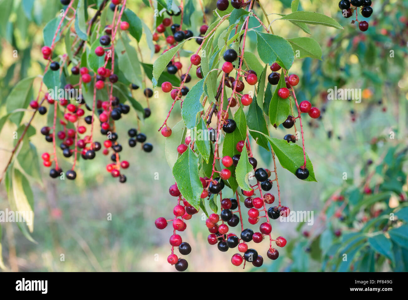 Prunus padus, bird cherry berries on twig macro Banque D'Images