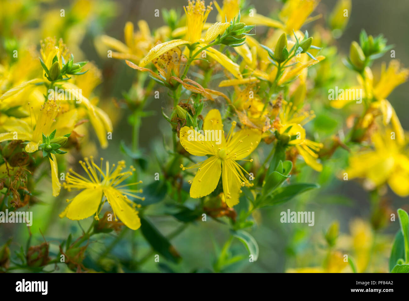 St John's wort, hypericum perforatum macro fleurs Banque D'Images