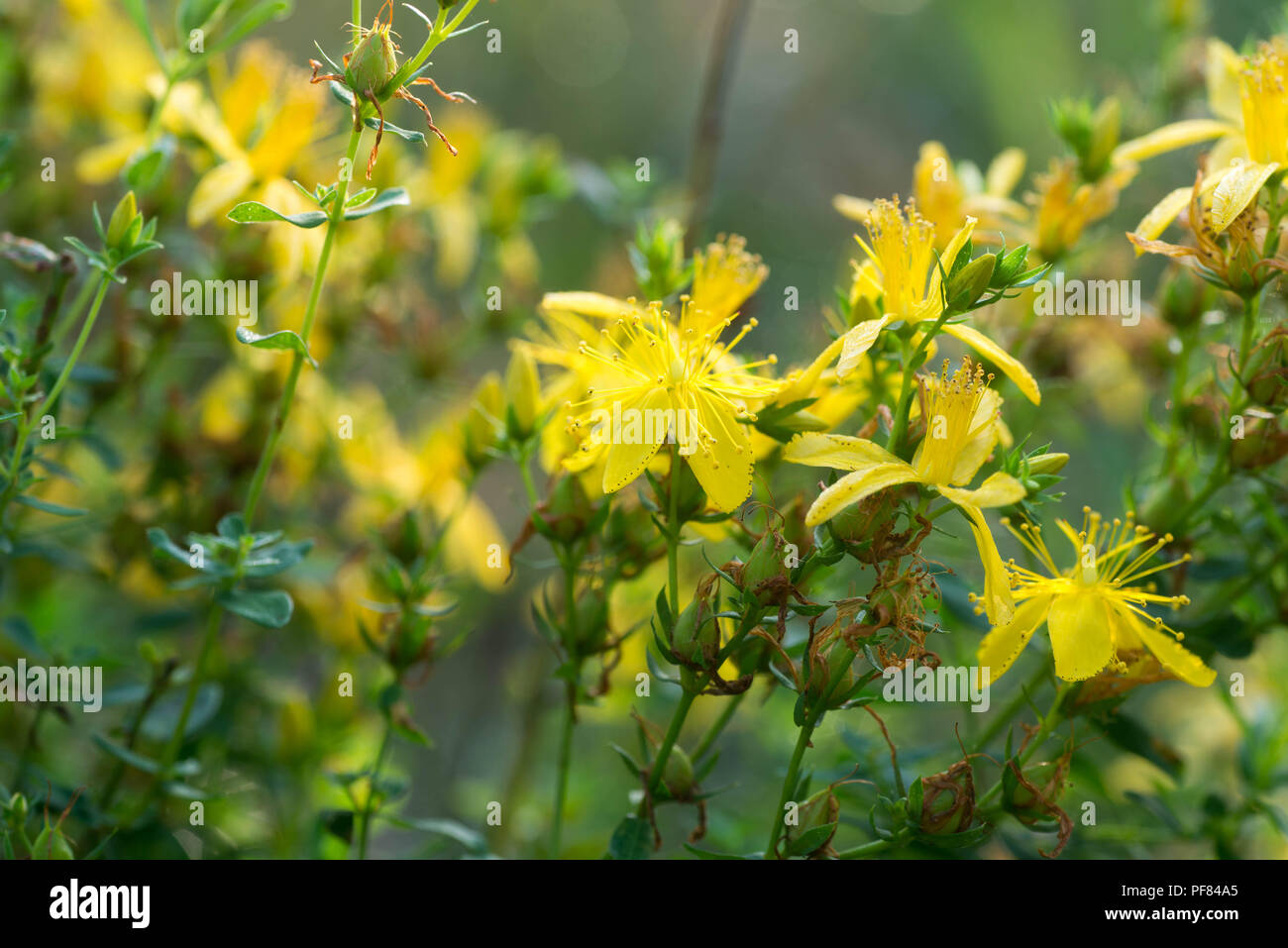 St John's wort, hypericum perforatum macro fleurs Banque D'Images