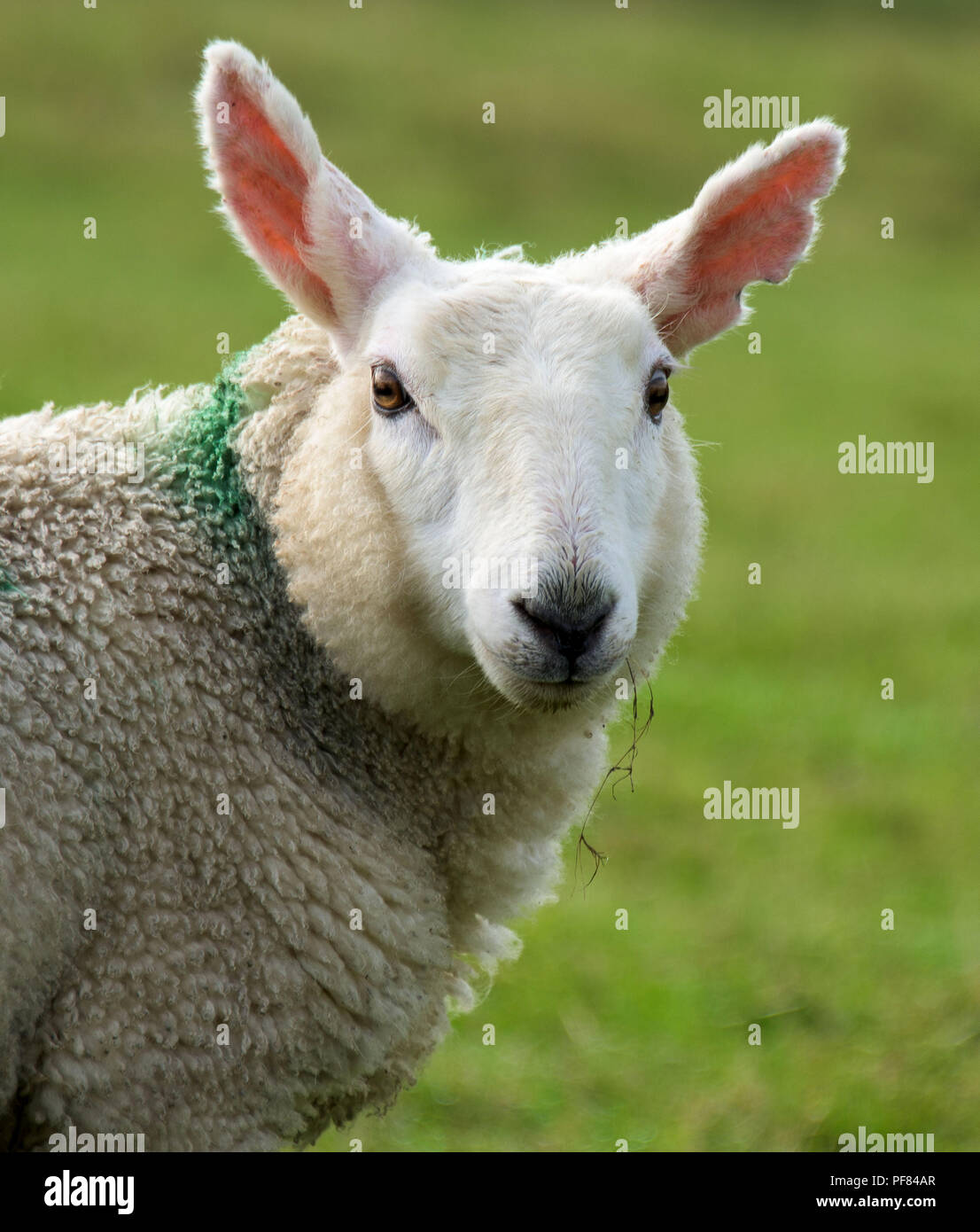 Portrait de moutons en Peak District, UK Banque D'Images