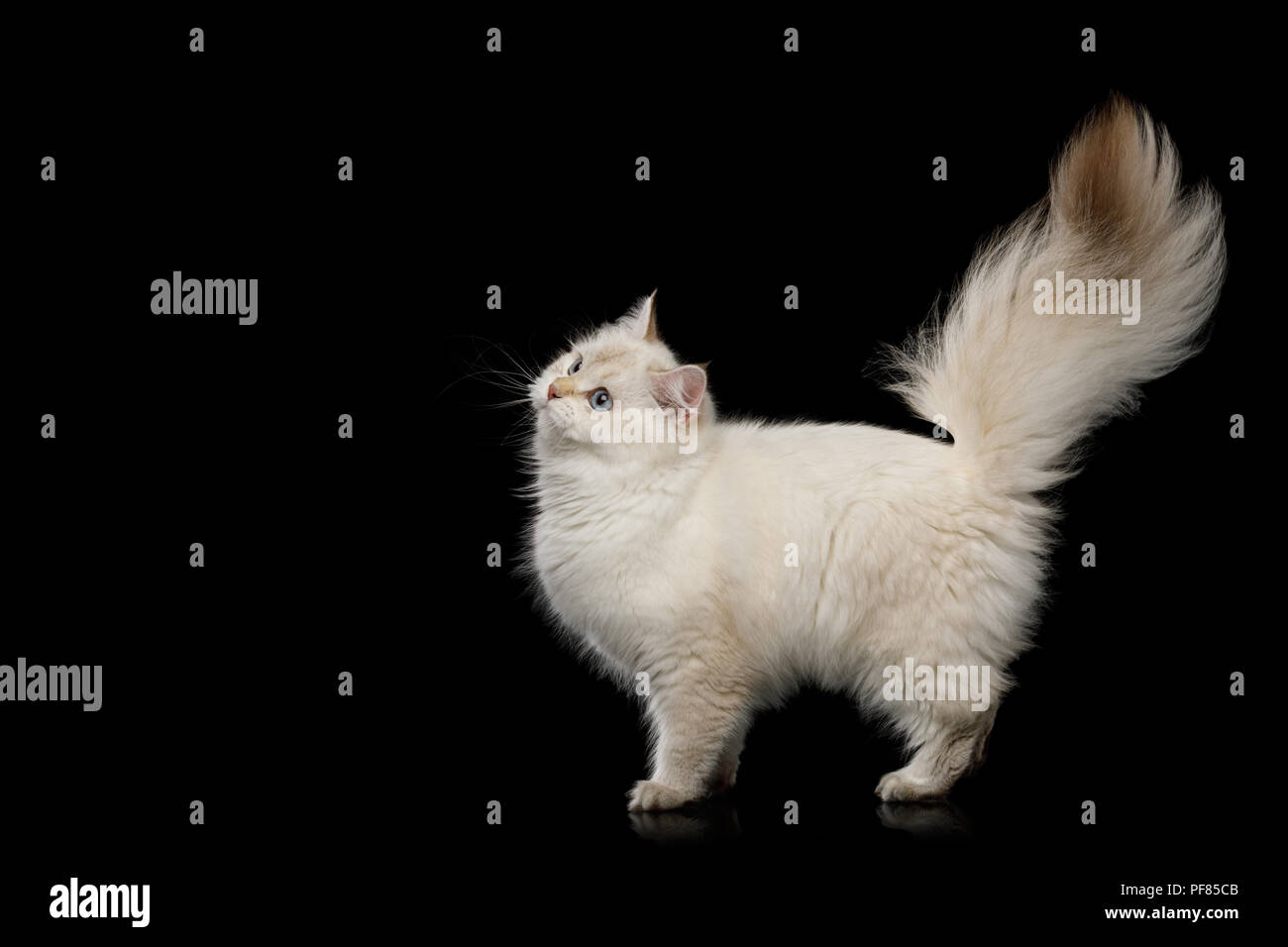 La Cat, point de couleur, fourrure Furry debout avec la queue et à la recherche sur fond noir isolé Banque D'Images