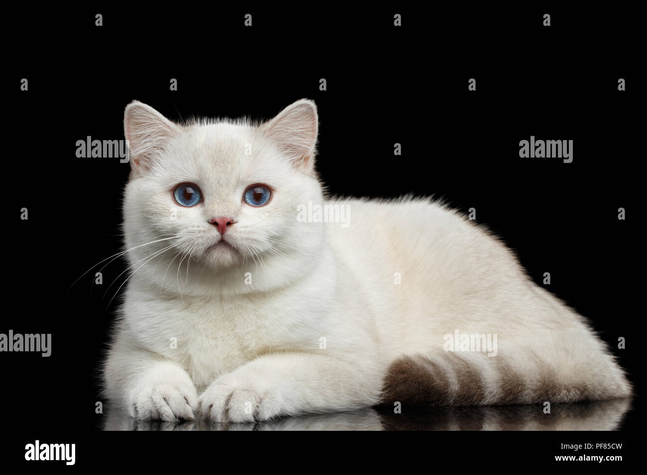 La Race De Chat Adorable Couleur Blanc Avec Des Yeux Bleu