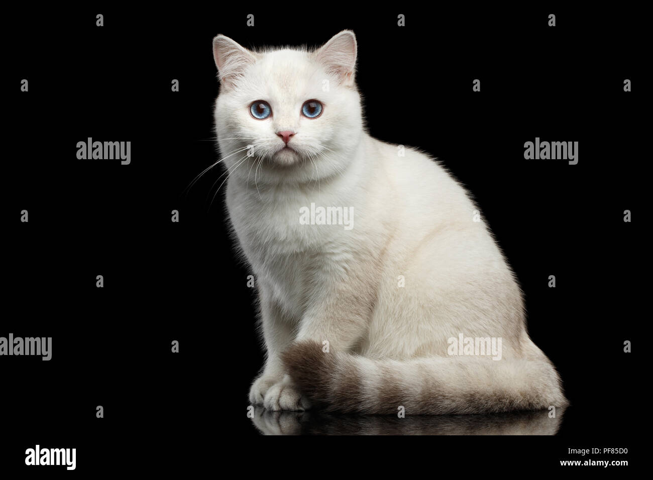 La Race De Chat Adorable Couleur Blanc Avec Magic Yeux Bleus Assis Sur Un Fond Noir Avec Reflet Photo Stock Alamy