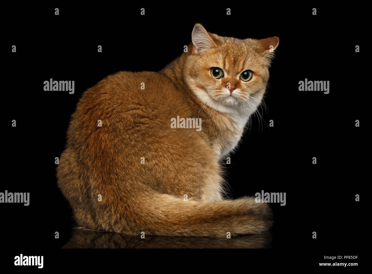 La Race De Chat A Poils Couleur Or Chinchilla Et Assis A L Arriere Fond Noir Isole Photo Stock Alamy