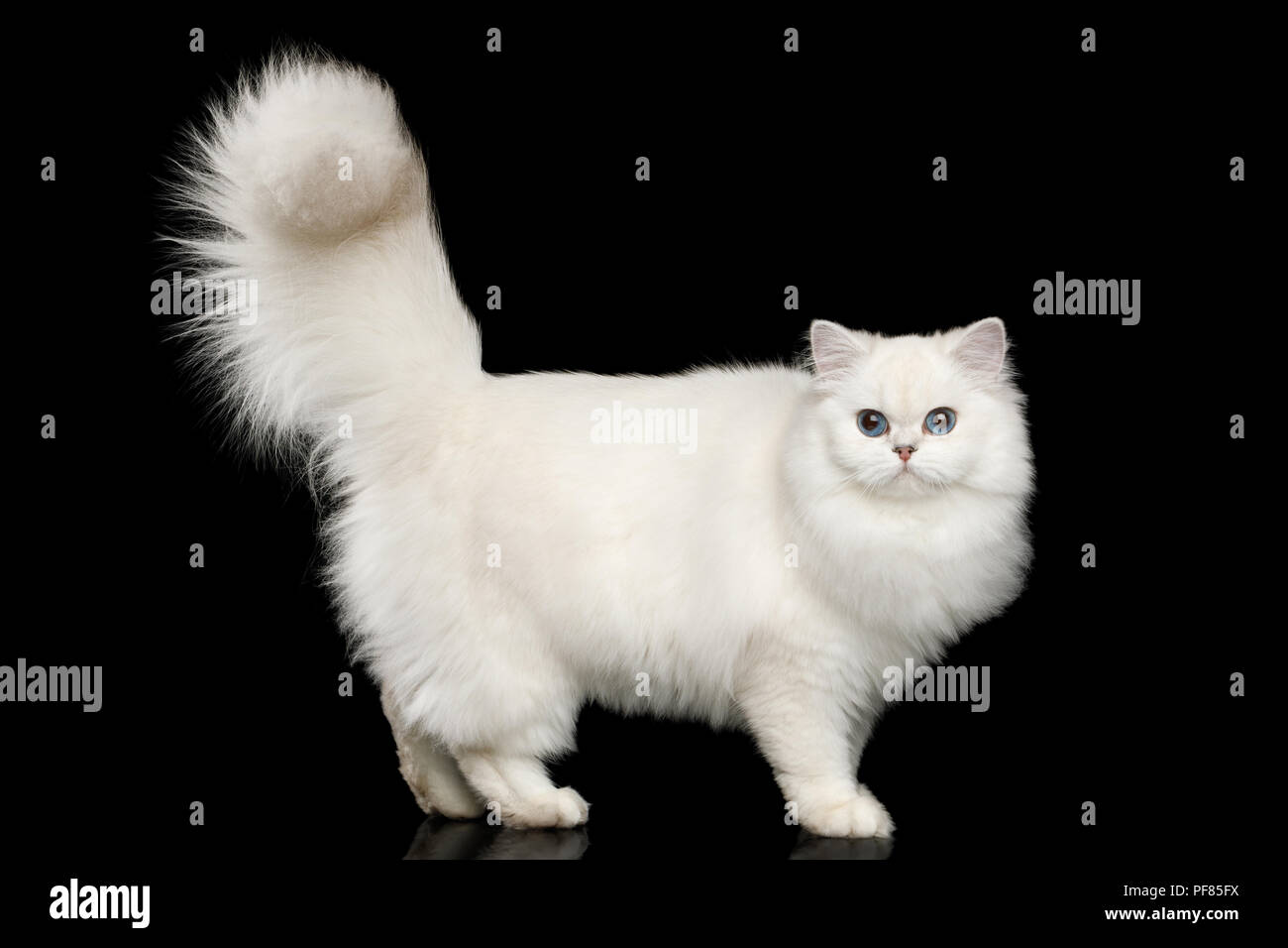 La Race De Chat A Poils Couleur Blanche Avec Des Yeux Bleus Debout Avec Queue De Haut Isolees Sur Fond Noir Side View Photo Stock Alamy