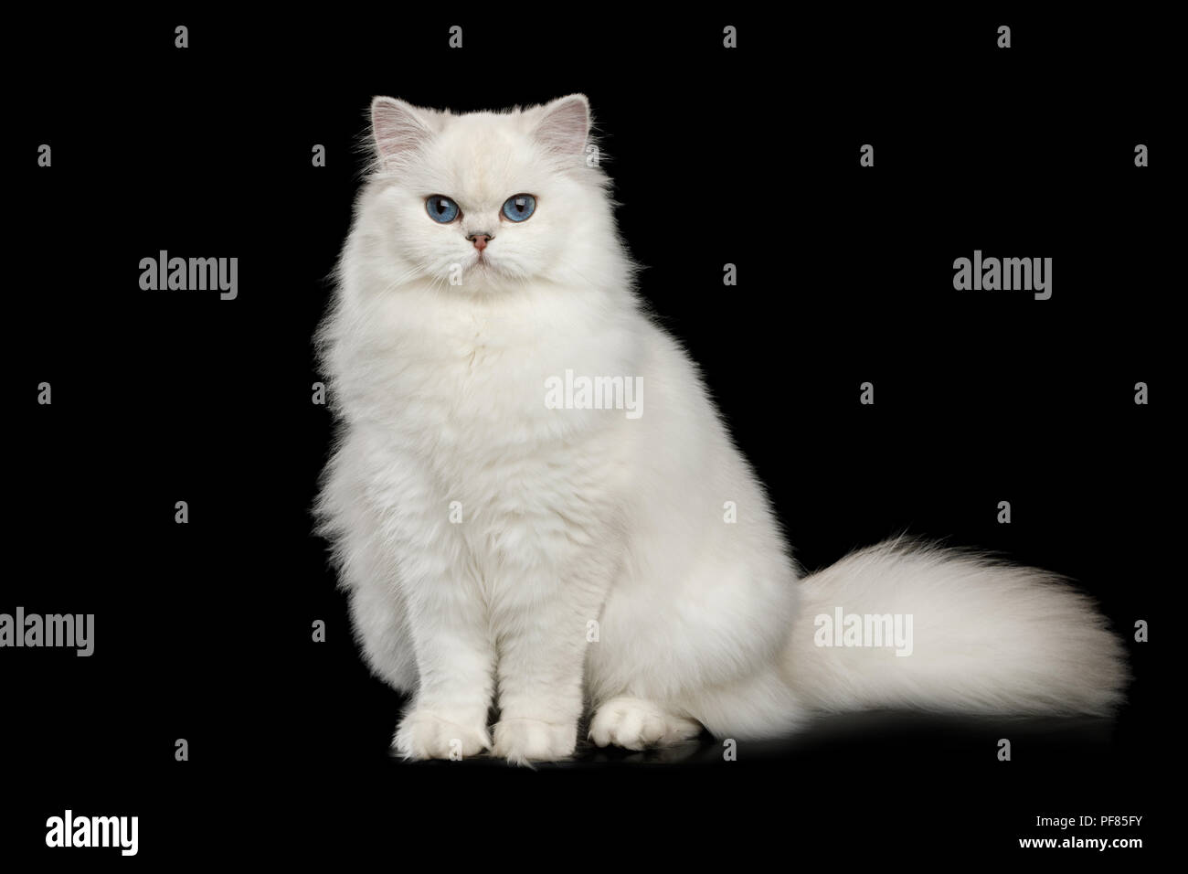 La Race De Chat Adorable Couleur Blanc Aux Yeux Bleus Et A La Seance A Huis Clos Sur Un Fond Noir Front View Photo Stock Alamy La Race De Chat Adorable Couleur Blanc Aux Yeux Bleus Et A La Seance A Huis Clos Sur Un Fond Noir Front View Photo Stock Alamy