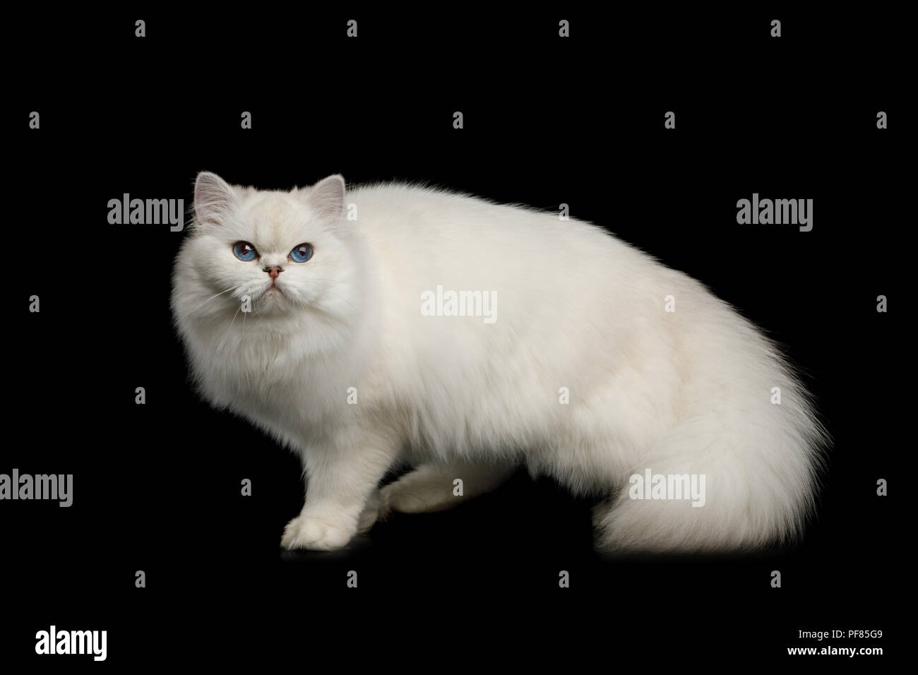La Race De Chat A Poils Couleur Blanche Avec Des Yeux Bleus Debout Avec Queue De Haut Isolees Sur Fond Noir Side View Photo Stock Alamy