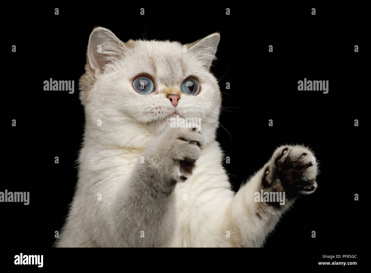 Portrait De La Race De Chat Blanc Aux Yeux Bleus Attraper