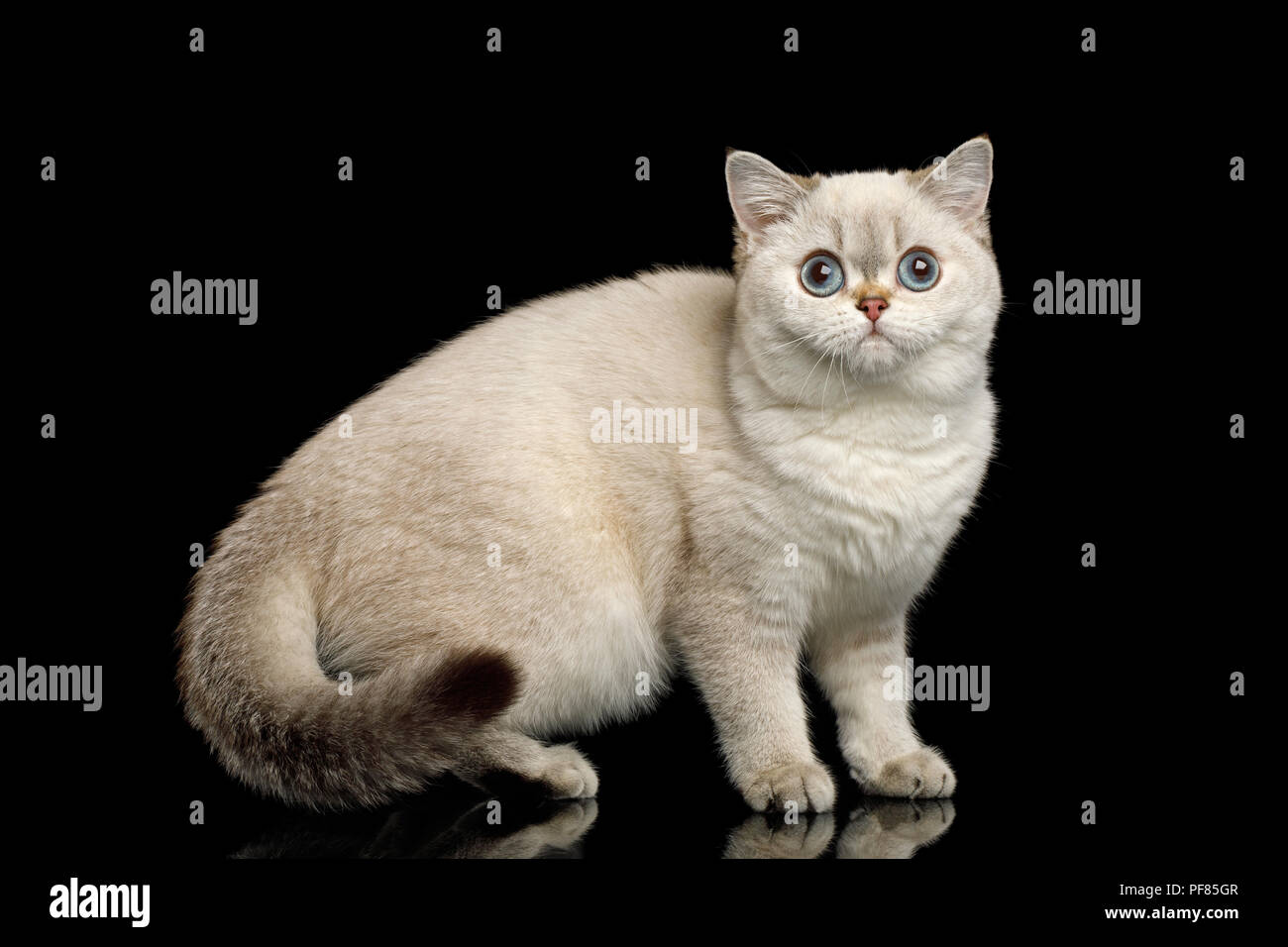 La Race De Chat Couleur Beige Avec Des Yeux Bleus Debout Et Semble Curieux Isolees Sur Fond Noir Side View Photo Stock Alamy