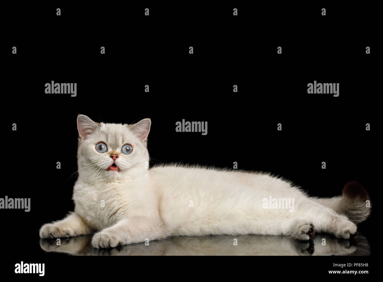 La Race De Chat Mignon Couleur Beige Avec Des Yeux Bleus Le Mensonge Et L Air Stupide Isolees Sur Fond Noir Side View Photo Stock Alamy