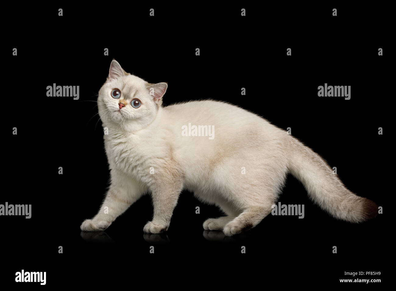 La Race De Chat Couleur Beige Avec Des Yeux Bleus Debout Et Semble Drole Isolees Sur Fond Noir Side View Photo Stock Alamy