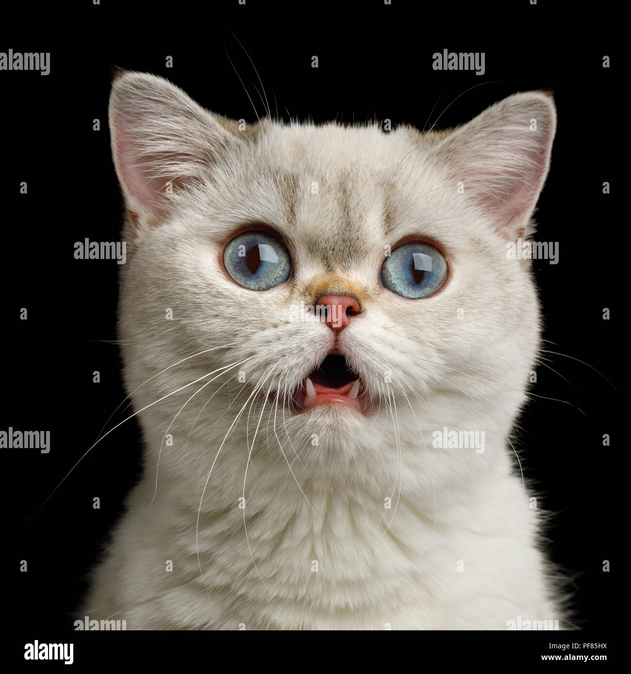 Portrait drôle de surprise la race de chat blanc aux yeux bleus, stupéfaction Stare dans Appareil photo avec bouche ouverte sur un fond noir, fr Banque D'Images