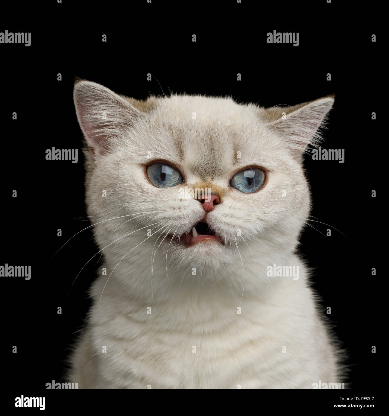 Funny Portrait de la race de chat blanc aux yeux bleus, Stare dans Appareil photo avec sourire