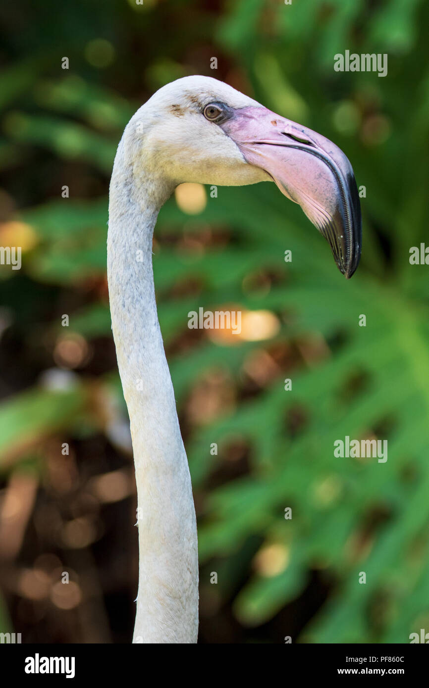 Flamant rose juvénile - Phoenicopterus roseus - spécimen en captivité Banque D'Images