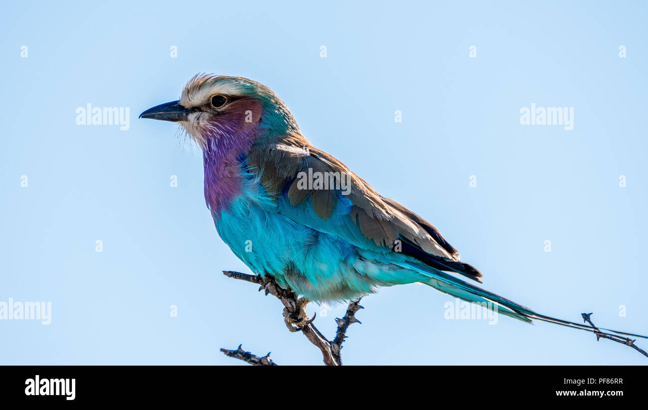 Un lilas breasted roller en Afrique à la jolie et lumineuse Banque D'Images
