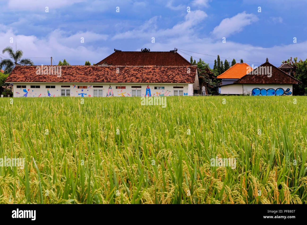 Les champs de riz à Canggu, Bali Banque D'Images