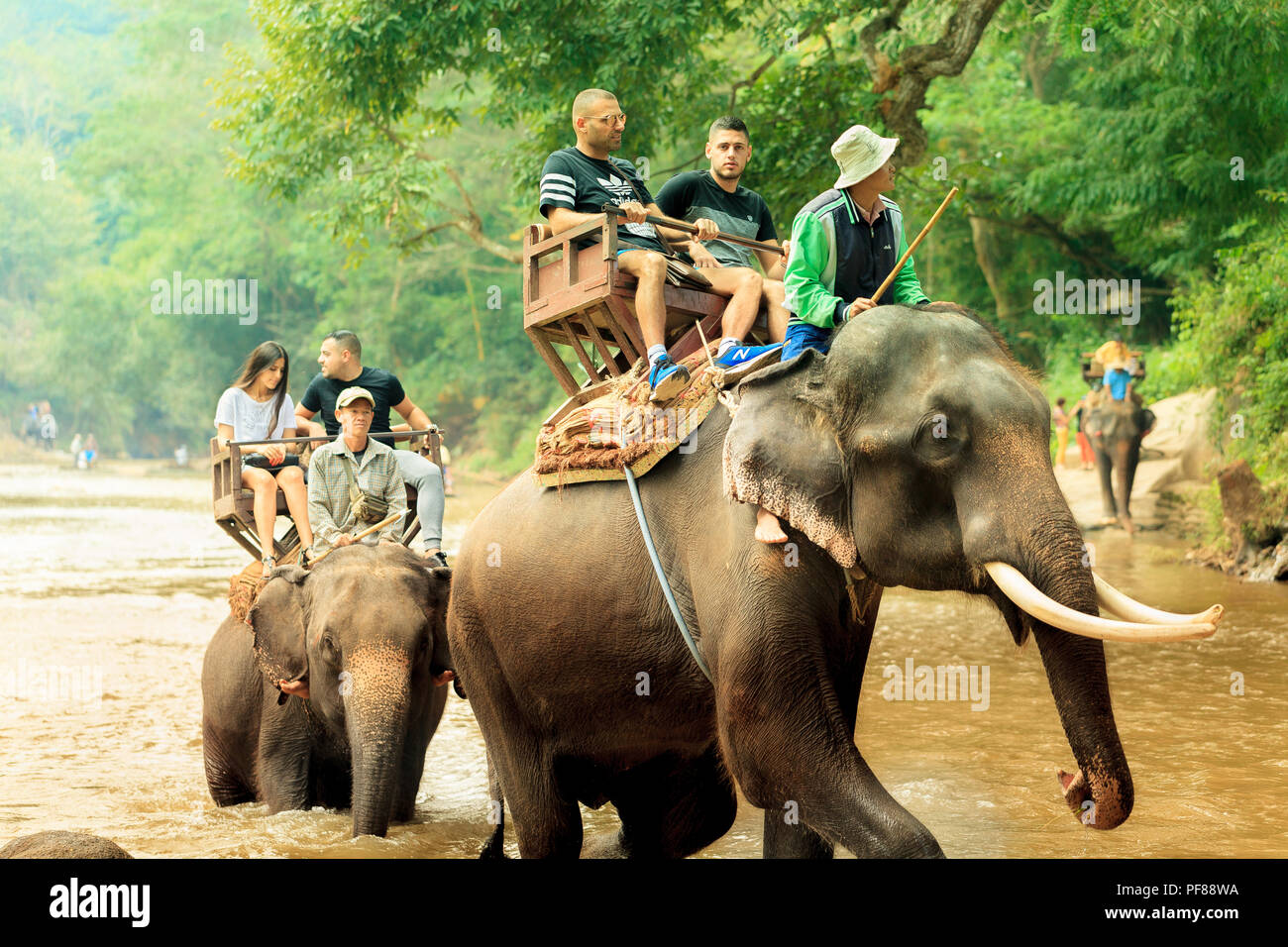 L'expérience de l'ÉLÉPHANT LES ÉLÉPHANTS ET LA THAÏLANDE Banque D'Images