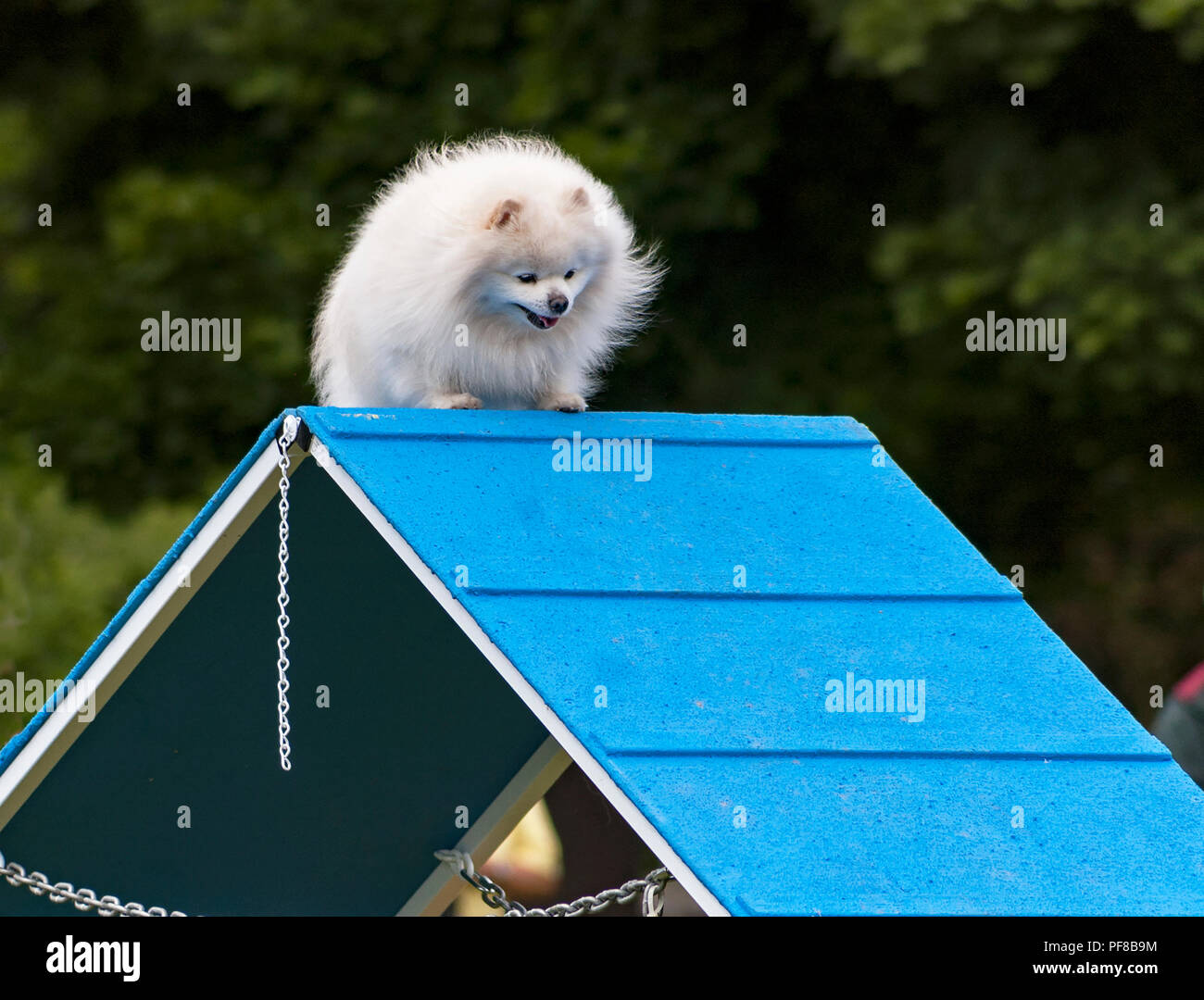 Beige Et Blanc Adorable Chien Pomeranian Lescalade L